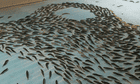 Anger as Japanese skating rink freezes thousands of fish into ice as gimmick