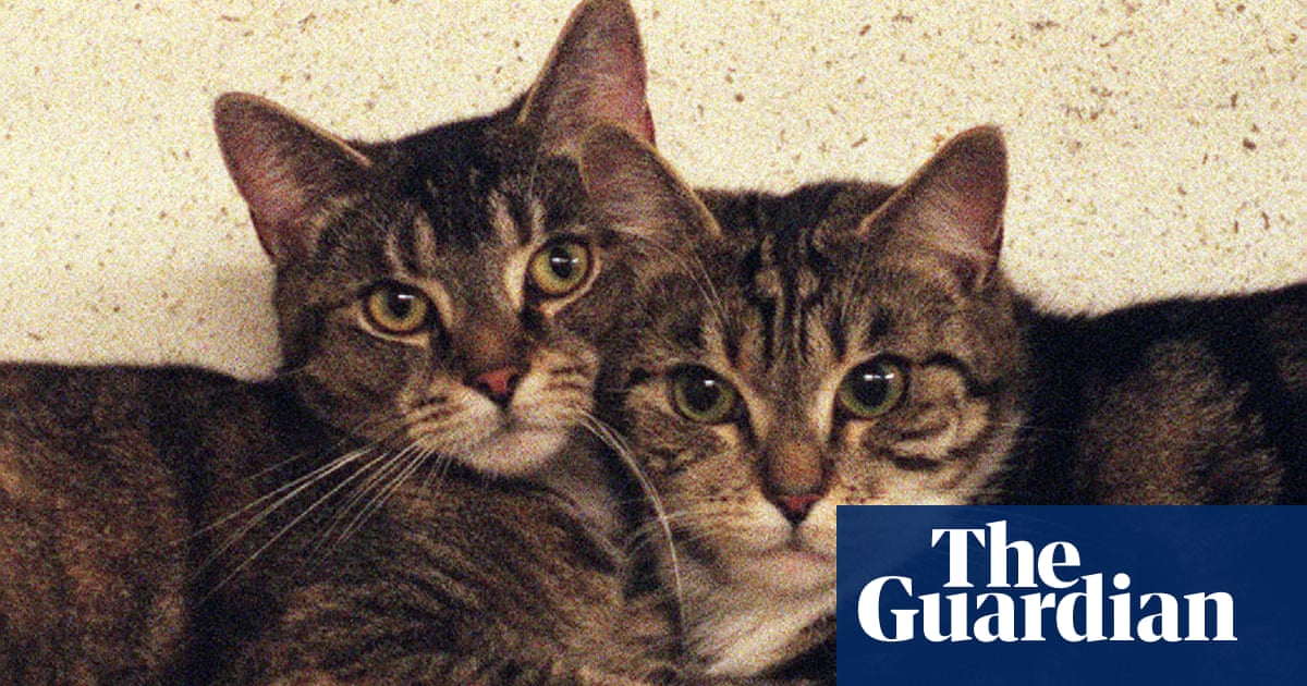 Cat charity CEO quits over colleague keeping 18 cats in house