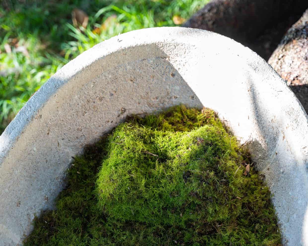 Loop Biotech’s mushroom coffin can be lined with moss