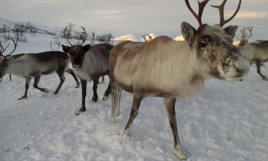 Reindeer belonging to Sámi herders in Norway.
