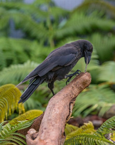 a hawaiian crow using a twig to hook grubs from a tree branch