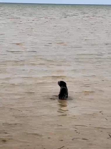 The seal was returned to the water on the Eyre Peninsula