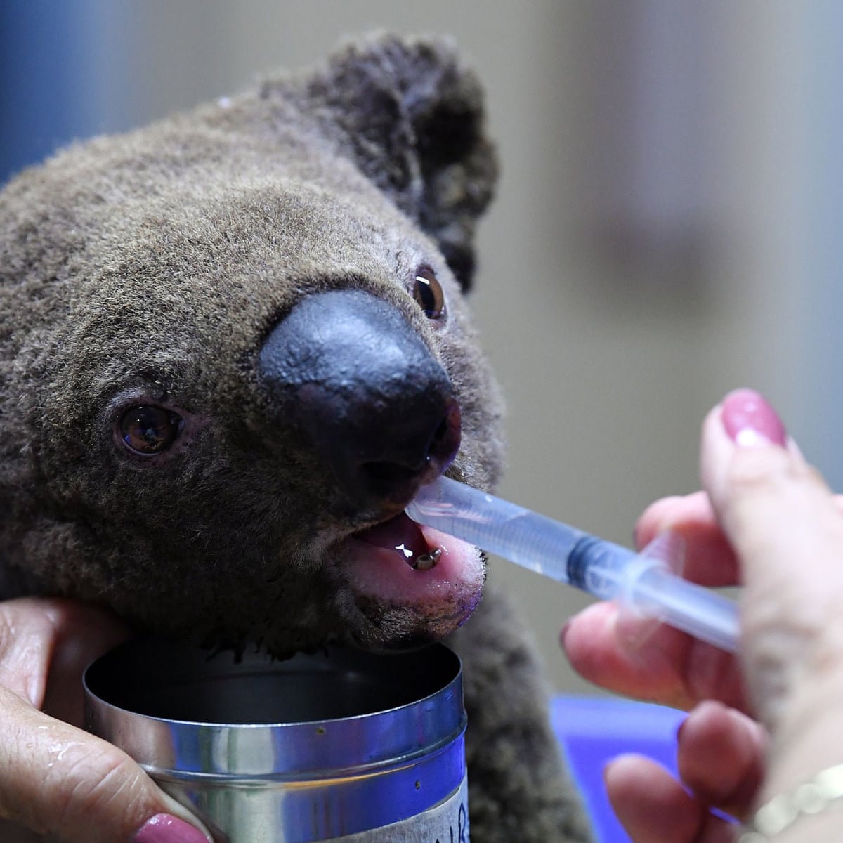 Australia S Environment Minister Says Up To 30 Of Koalas Killed In Nsw Mid North Coast Fires Bushfires The Guardian