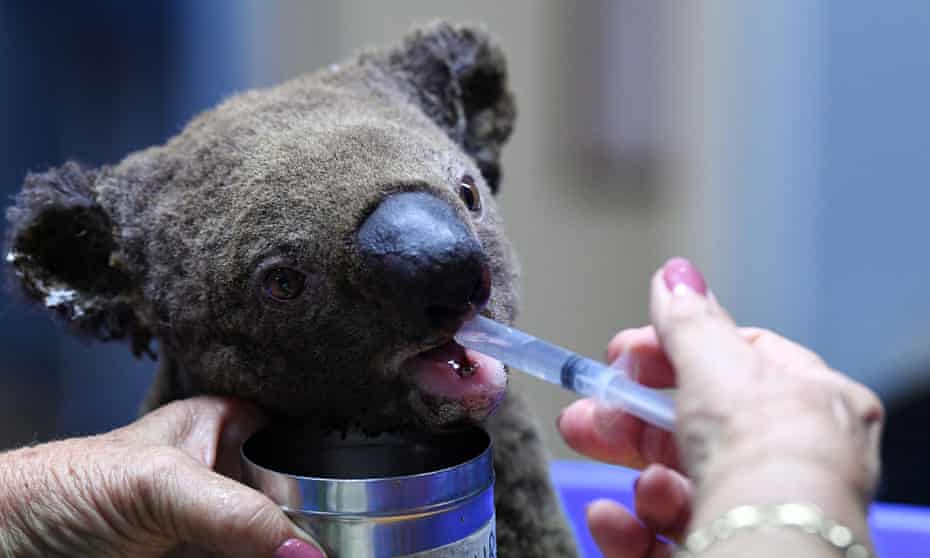 An injured koala is treated at the Port Macquarie koala hospital in New South Wales
