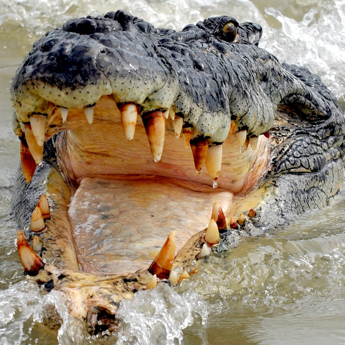 Teenager Attacked By Crocodile After He Was Dared To Jump In Queensland River Australia News The Guardian