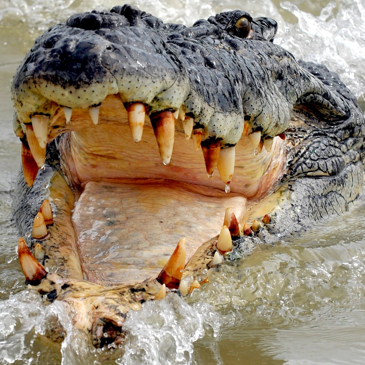 Welcome To Crocodile Country The Remarkable Comeback Of Australia S Jaws Of The North Environment The Guardian