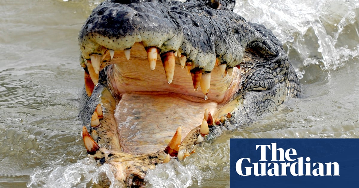 Welcome To Crocodile Country The Remarkable Comeback Of Australia S Jaws Of The North Environment The Guardian