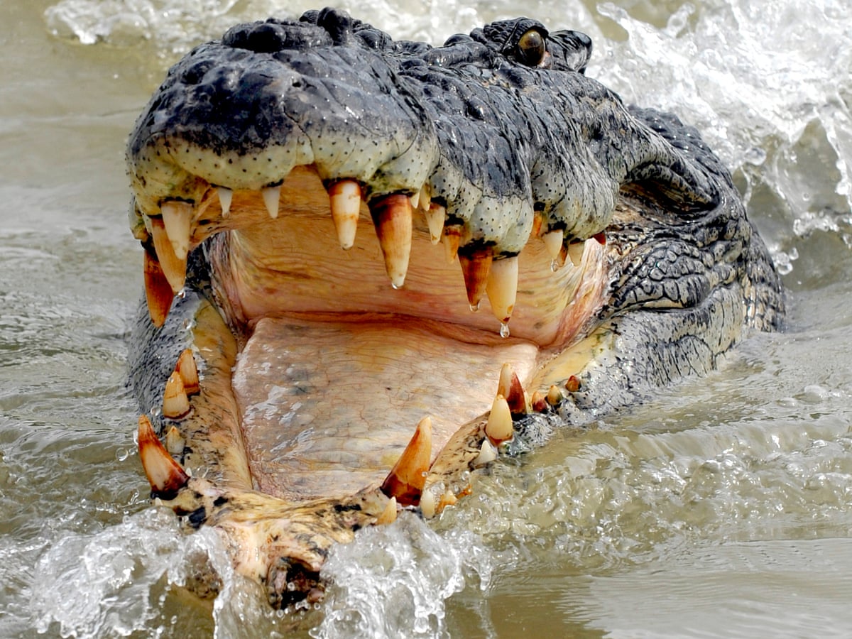 Welcome to crocodile country: the remarkable comeback of Australia's Jaws of the north | Crocodiles | The Guardian