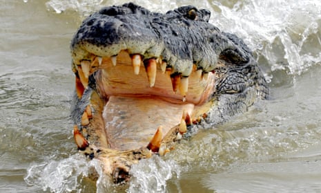 Saltwater crocodiles are the world’s largest reptile and are currently a protected species in the Solomon Islands.