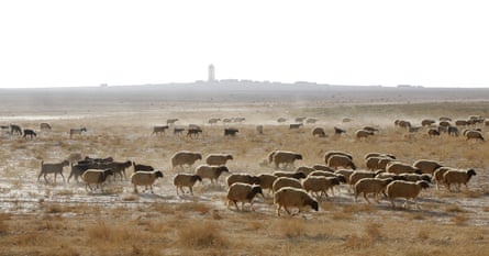 A herd of sheep crosses parched land in Raqqa province in eastern Syria