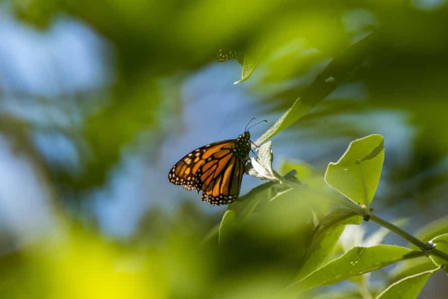 Western Monarch Butterfly Counts Reach Highest Level in Five Years, But the Fight Isn’t Over |  Butterflies

 | News Today