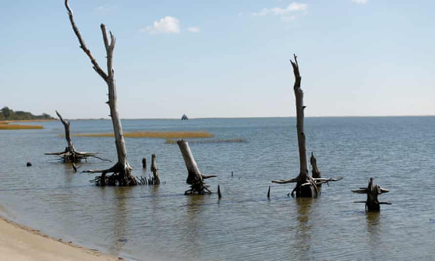 Remains of trees in a coastal ghost forest on Assateague Island in Virginia.