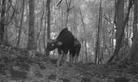 Two gaur caught on camera trap. The photos of gaur have proven the species is not extinct in Bangladesh as long assumed.