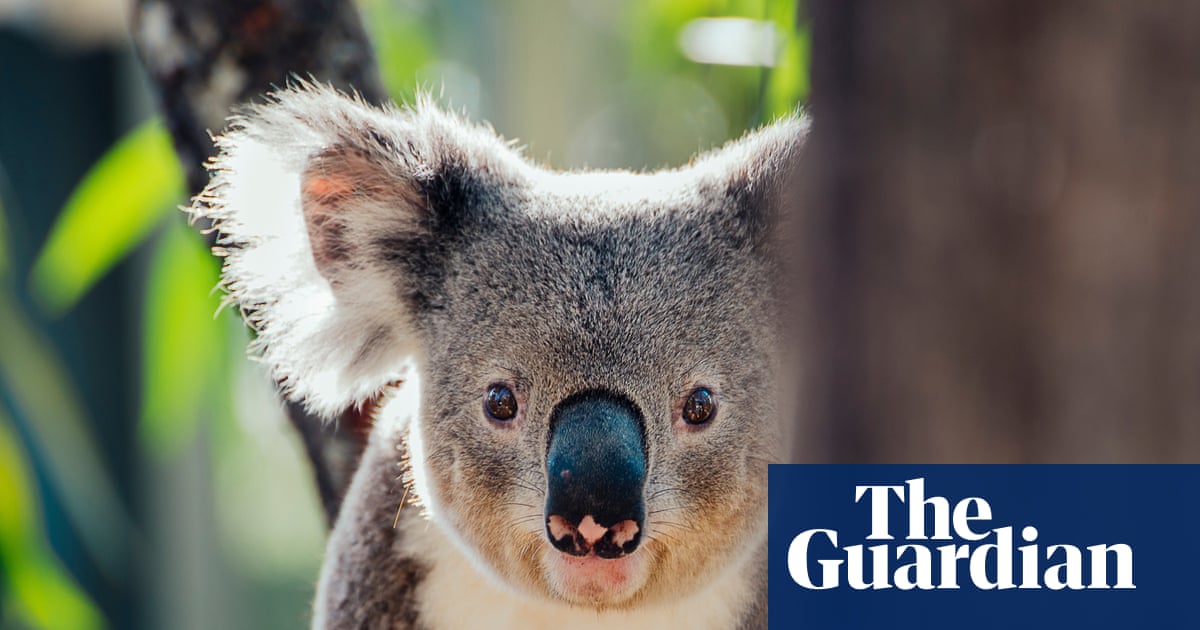 Plan to extend Queensland coalmine would bulldoze ‘critical’ koala habitat