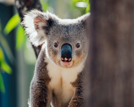 koala in a tree