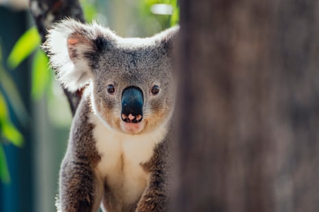 A koala