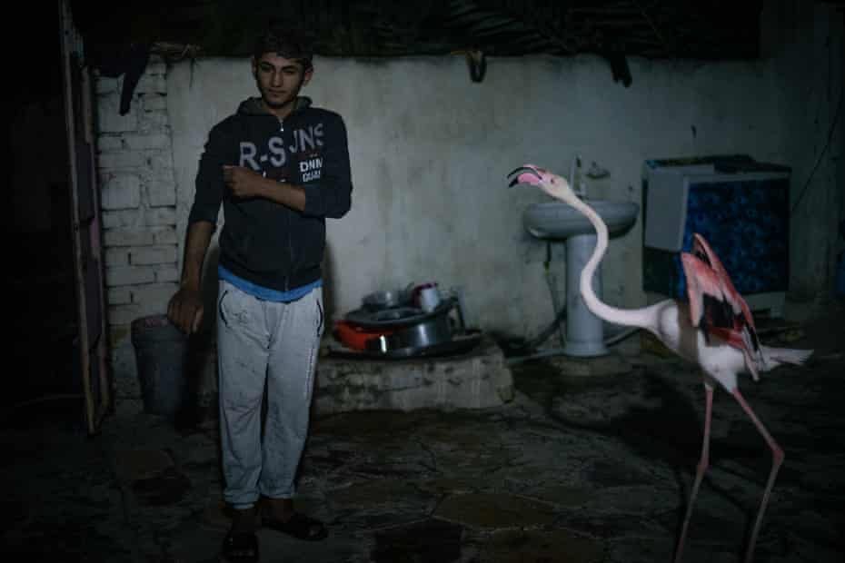 Ali Abou Hussein’s son plays with one of their three flamingos in a courtyard of their house