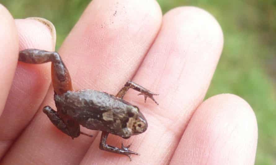 The new species of frog has a dark brown facial mask and a wide white mark on a black background across its chest and belly.