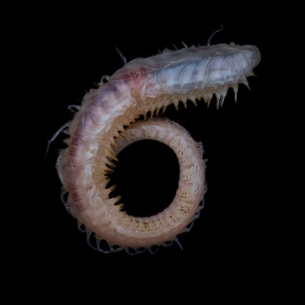 A polynoid polychaete worm collected off Lecointe Island, Gerlache Strait, at a depth of about 560m