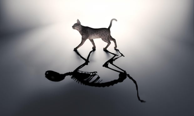Schrödinger’s cat