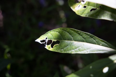 Two green leaves lit up by sunlight in a shady spot showing holes where caterpillars have eaten them