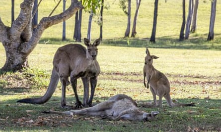 The dead female kangaroo lies on the ground.