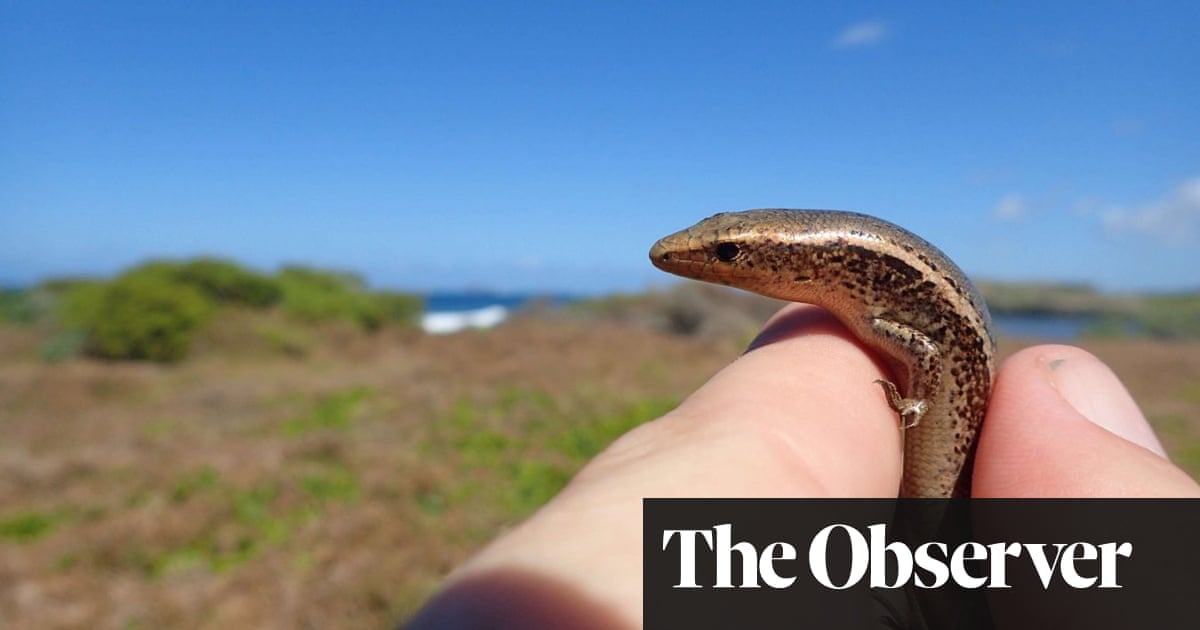 Jersey becomes ‘ark’ for endangered lizards rescued from oil spill