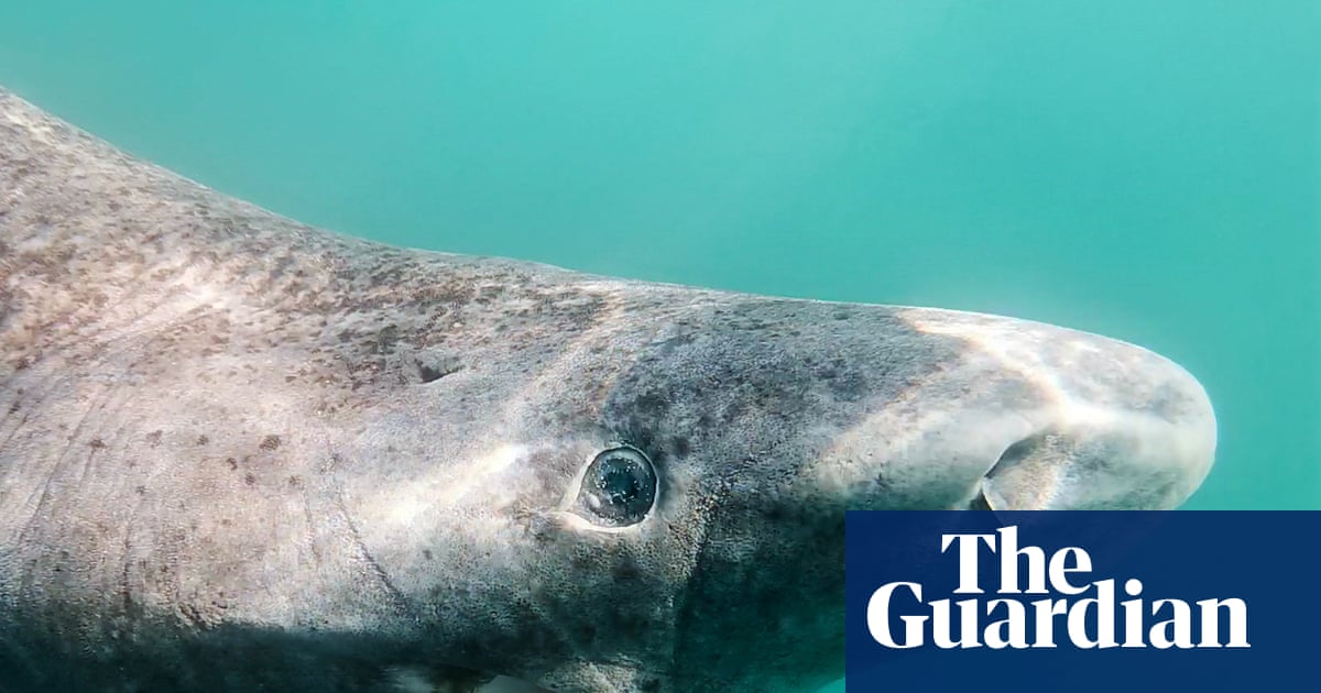 Cull or not to cull: Greenland debates fate of world's slowest shark