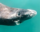 To cull or not to cull: Greenland debates fate of world’s slowest shark