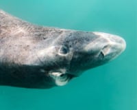 A large blunt-nosed shark with an open mouth and apparently no teeth