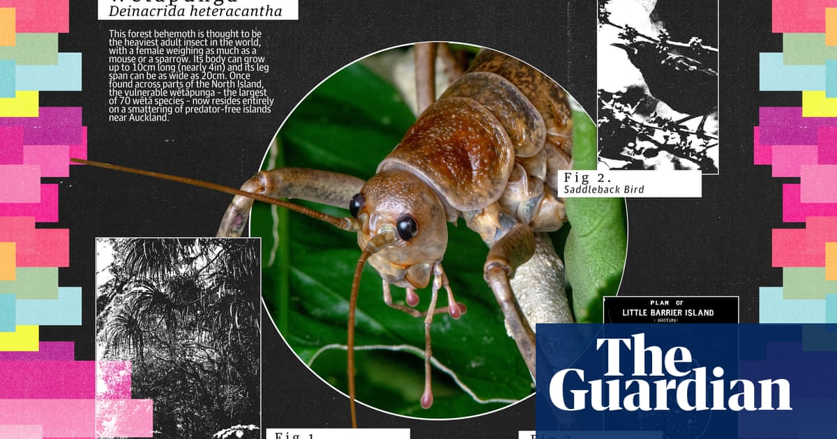 A gentle giant: the shy wetapunga is adept at living in the shadows