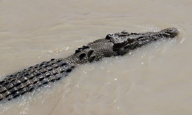 ‘Lovely gentle dinosaurs’: Brisbane 2032 Olympic rowing may be held in saltwater crocodile habitat ‘Lovely gentle dinosaurs’: Brisbane 2032 Olympic rowing may be held in saltwater crocodile habitat