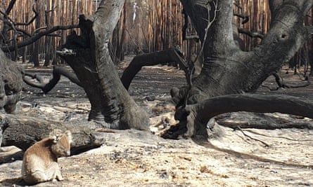 Lone koala in burnt forest on Kangaroo Island