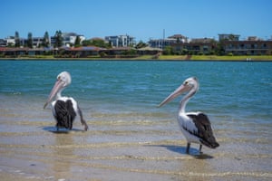 Um grupo de pelicanos australianos descansa sob o sol em West Lakes, em Adelaide, Austrália