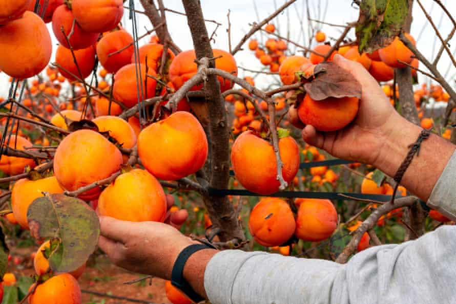 A tree is laden with orange-colored fruit. Hands hold two of the fruits to display them for the camera.