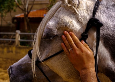 Arabian horse breeder Raed Abu Al Rub pets a straight Egyptian purebre Arabian mare named Hamdiyah in Abdel Naser Musleh’s stable located in the Jerusalem neighborhood of Kufr Aqab.