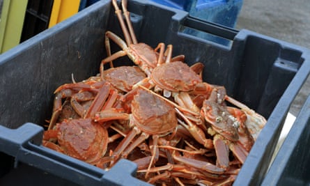 Atlantic snow crabs in a crate on a fishing boat in Canada.