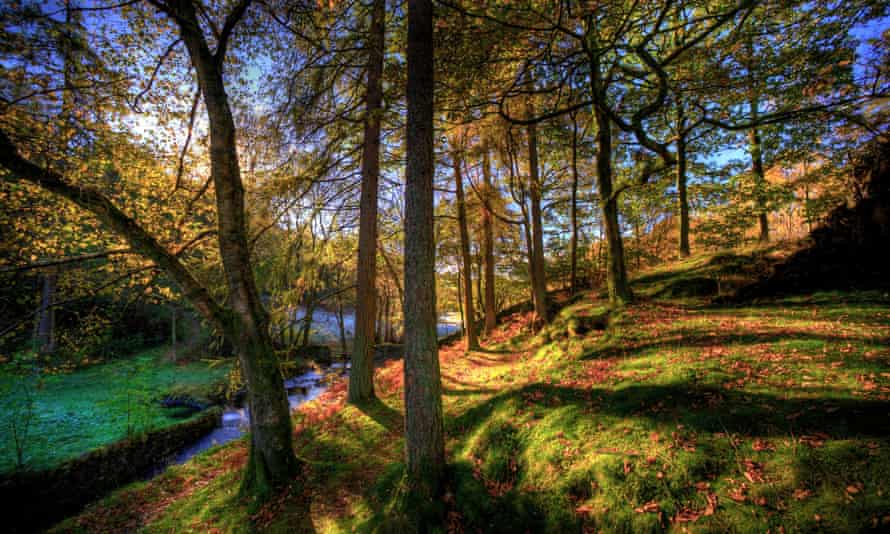 Woodland in Coniston, Cumbria. All forested sites are worth more with the trees left standing, the study found.