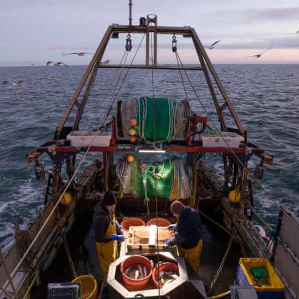 A catch is processed onboard a fishing boat operating out of Newhaven, East Sussex. At least 75 bats use the fly-shooting method in the Channel.
