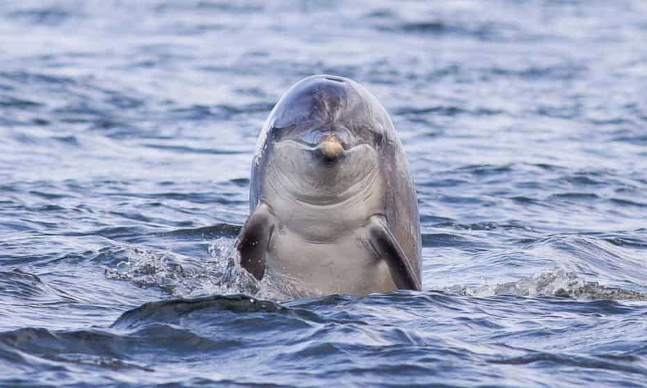 Bottlenose dolphin in water looking towards camera