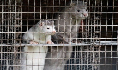 Covid-19 infected minks were first discovered in the Netherlands, on multiple farms.