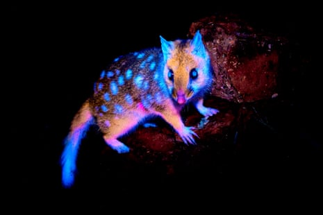 A glowing quoll