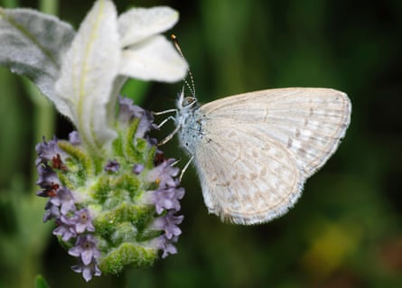Un papillon blanc sur une fleur de lavande