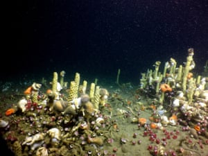 Seeps showing a mass of snails
