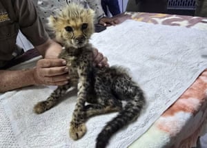 A cheetah cub is handled by a carer while on a medical table.