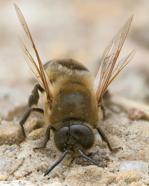 Glasgow, UK ‘I saw this honey bee drone on an early morning walk in the Hamiltonhill claypits local nature reserve. The bee was busy warming up in the sun, but kindly stayed still for just enough time for me to take the photos required for this focus-stacked portrait.’