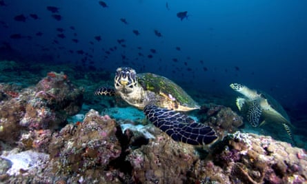 Hawksbill sea turtles on a reef in the Maldives.