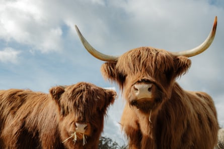 Two highland cattle