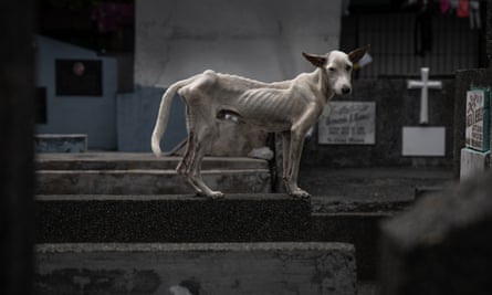 An emaciated dog stands among the tombstones