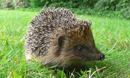 Can Hedgehogs Eat Tuna? The Ultimate Guide
